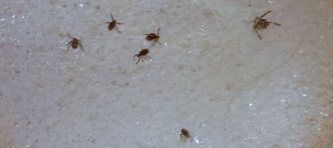 Ticks in Soapy Water