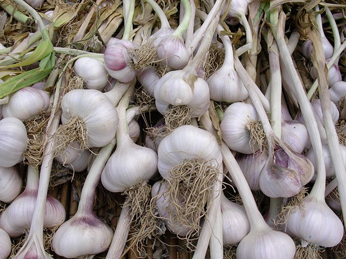 onions and garlic are toxic to dogs