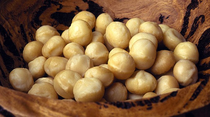 macadamia nuts are toxic to dogs