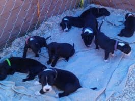 Why I Am Not Against Spay/Neuter