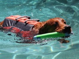 Keep Your Dog Safe from Water Hazards
