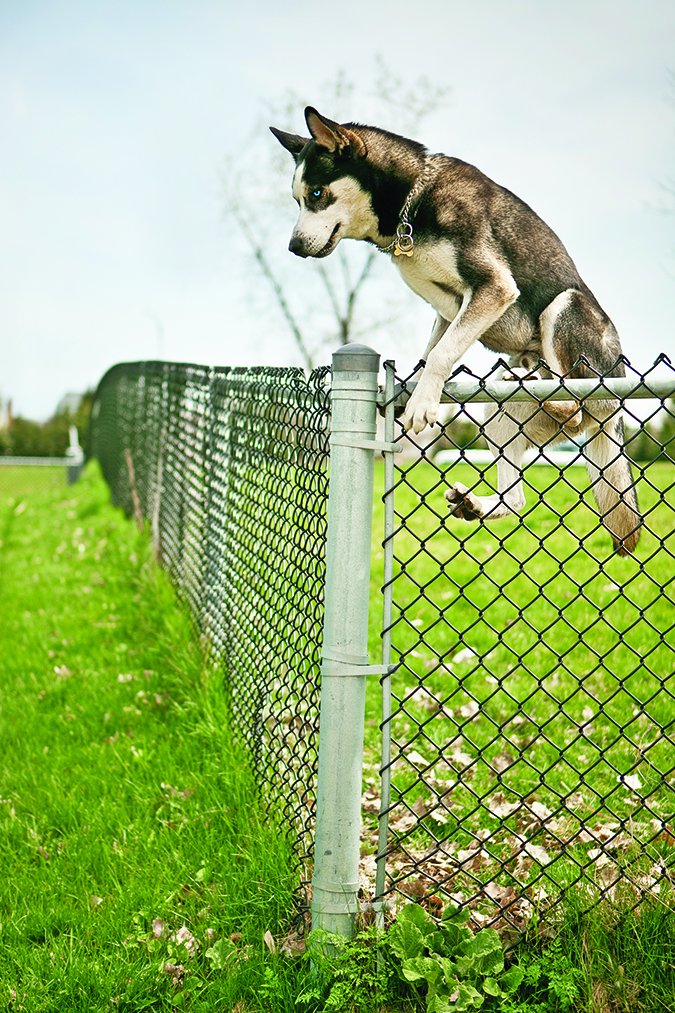 dog jumping tall fence