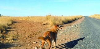 A dog stands facing a crossroads