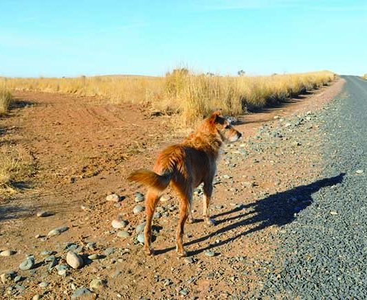 A dog stands facing a crossroads