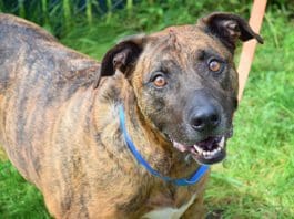 Don’t Let Them Get Obese!