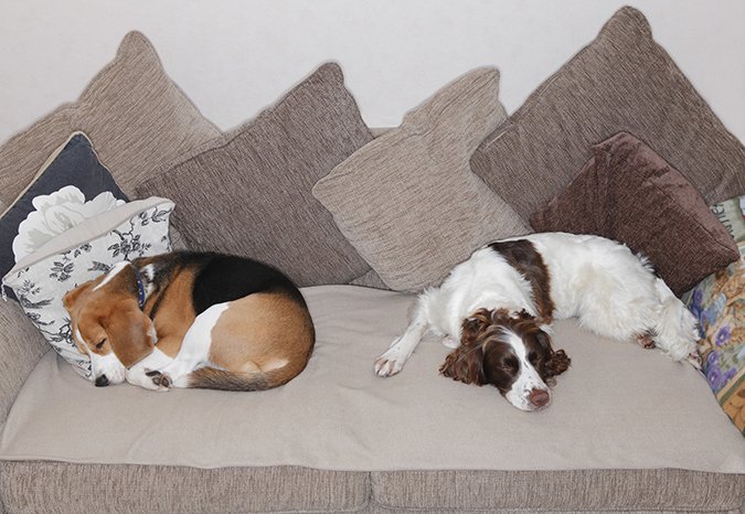 dogs sleeping on couch