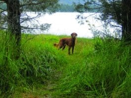 Wrongful Pet Deaths and Empathy for Your Vet