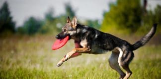 honey for dogs to increase energy