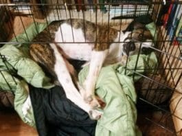 How Did Your Dogs Handle the July 4th Fireworks?