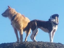 How Many Dogs is the “Right” Number for You?