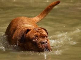 Record Harvey Flooding in Texas Spells Disaster for Dogs and Cats
