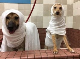 Cleanliness is Doggyness