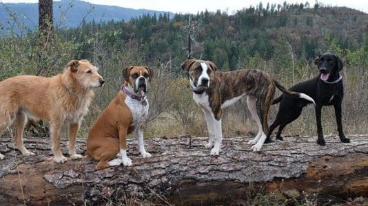 Thanksgiving and the Dog Machinations