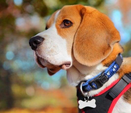 Dog Harness vs Collar: Which is Better?