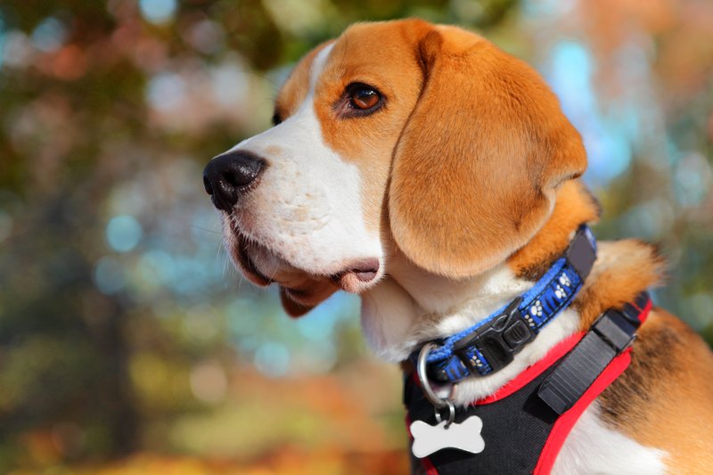 dog wearing both collar and harness