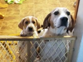 When You Break Your Foster Dog’s Heart