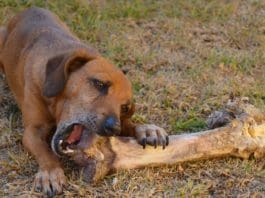 White Bits in Dog Poop*