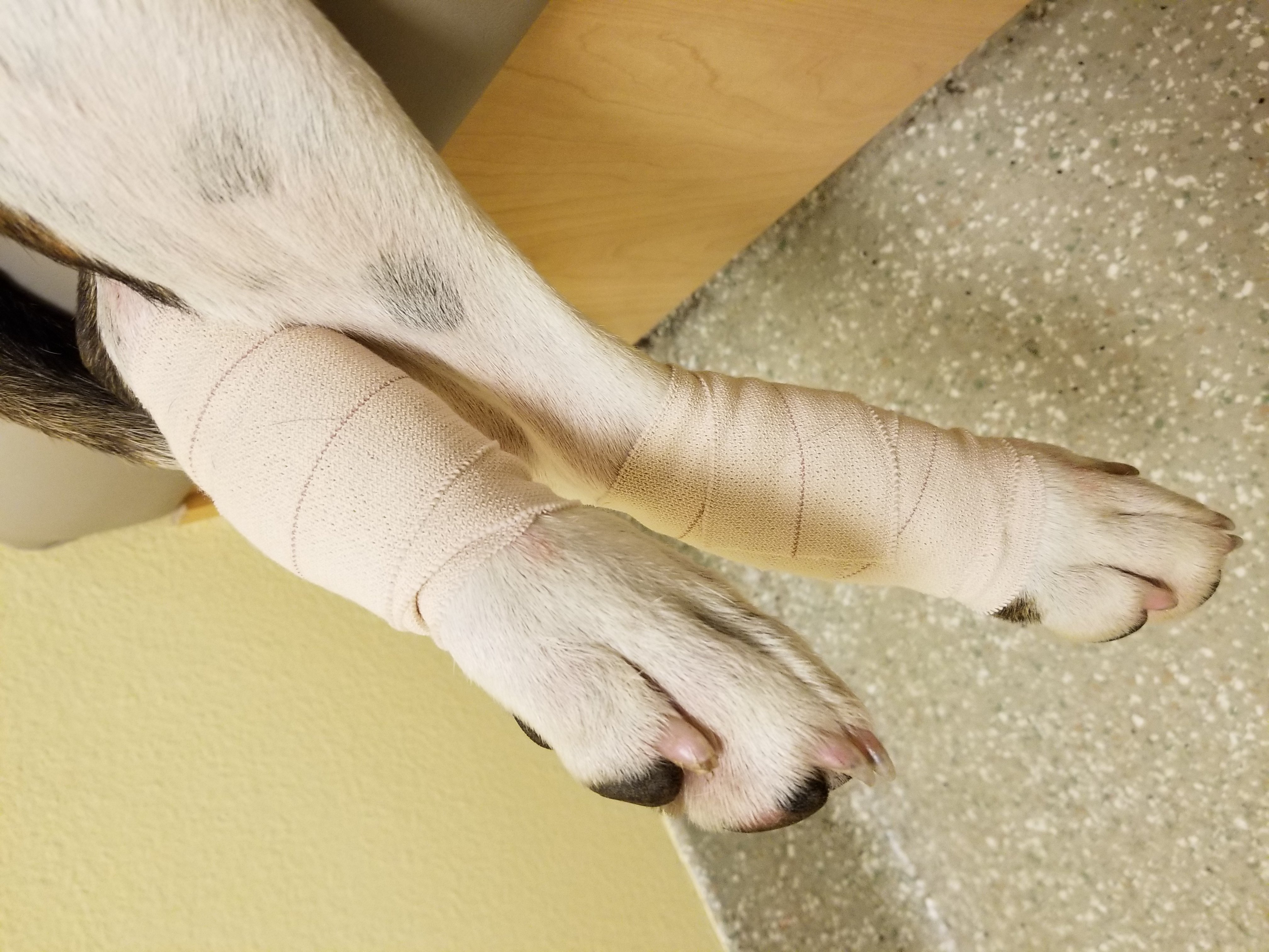 wounded dog legs