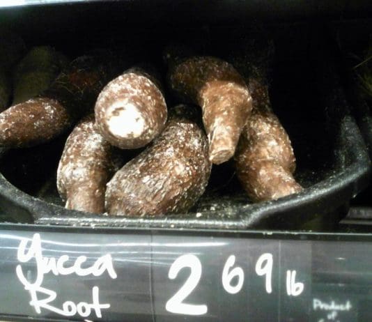 Yucca Root for Canine Arthritis Pain