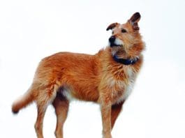 DNA Tests for Dogs: Fun, Interesting, but Probably Not Worth the Money