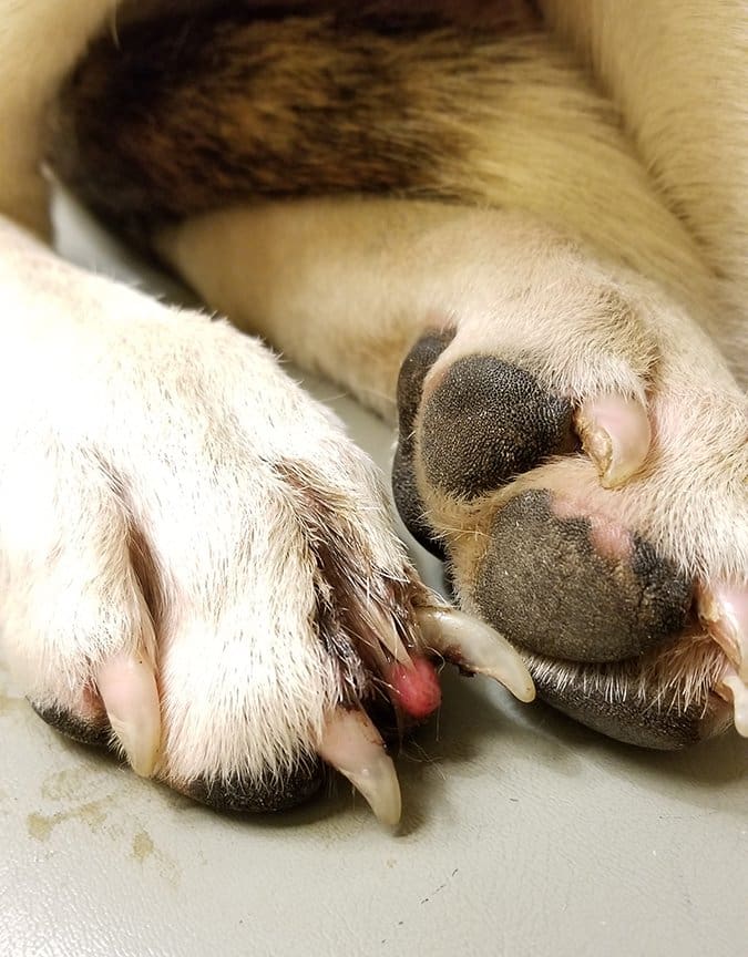 nail aversion on dog toe