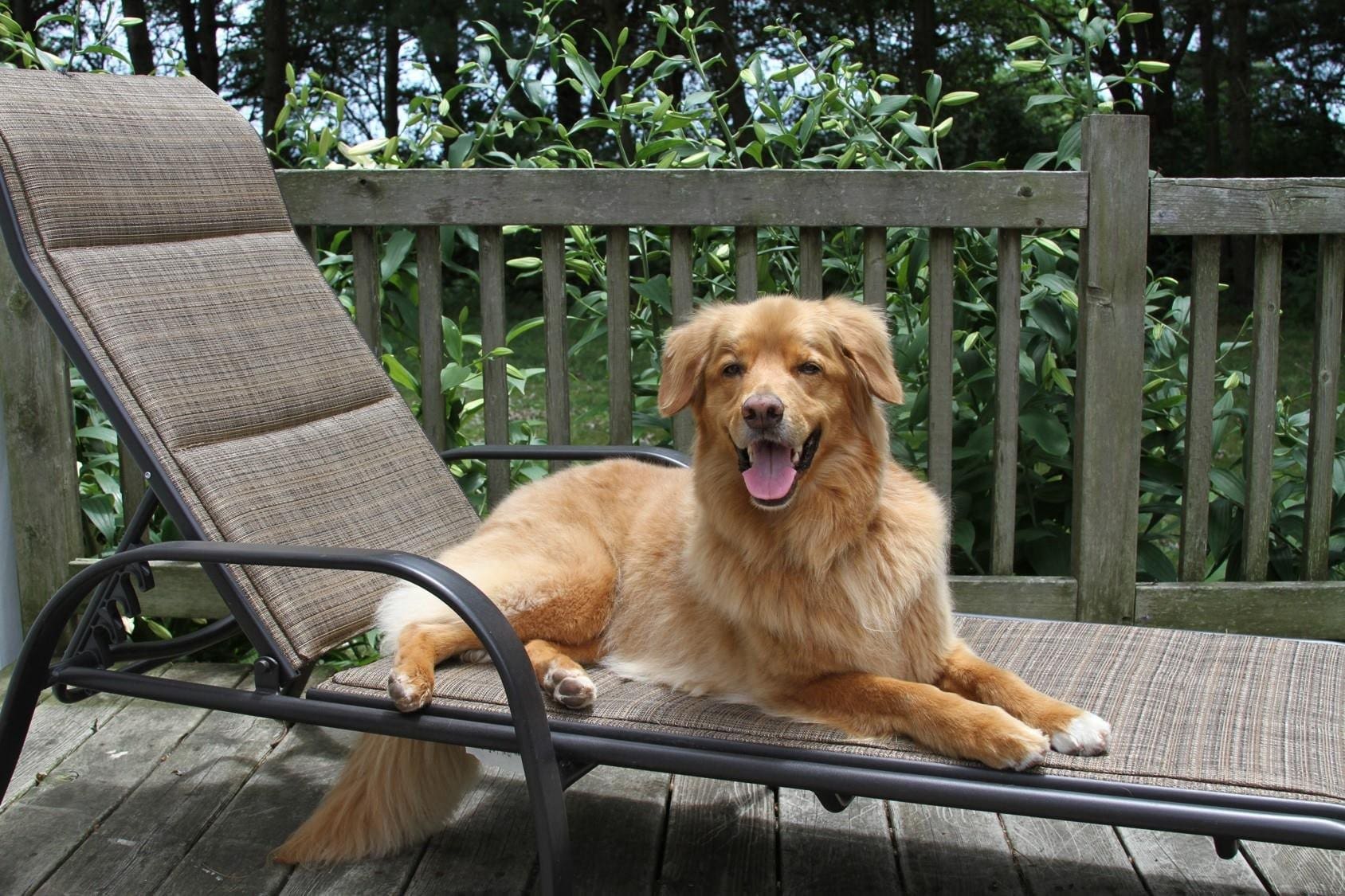 dog on lawn chair