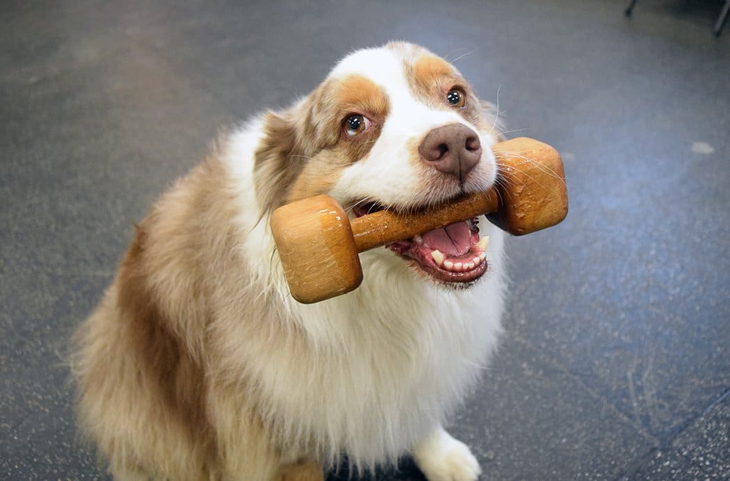 collie holding a bone