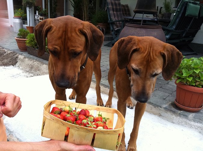 dogs stare at a box of strawberries