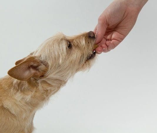 Ten Safe Feeding Tips for Dog Owners