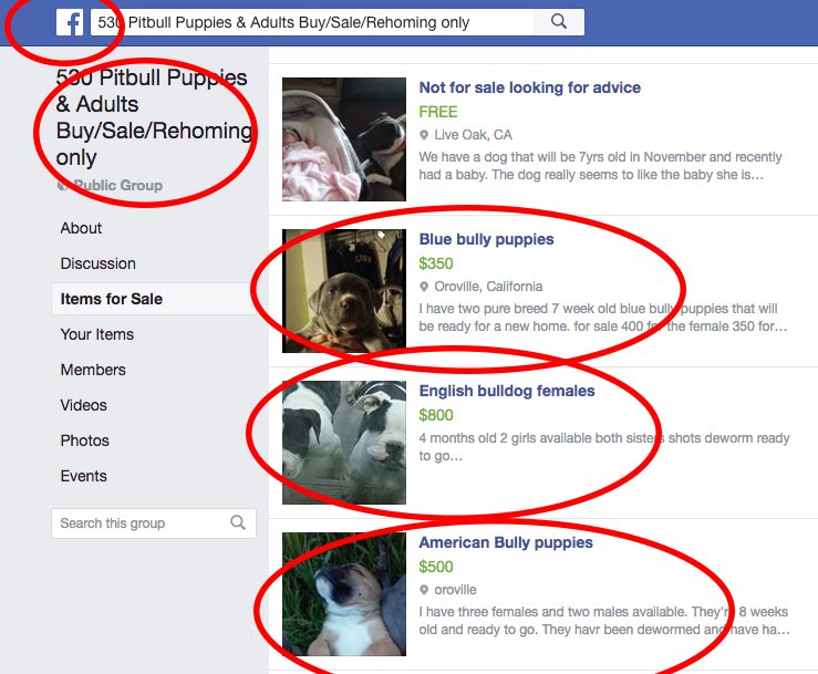 dogs on facebook