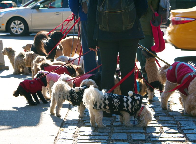dog walker in new york city