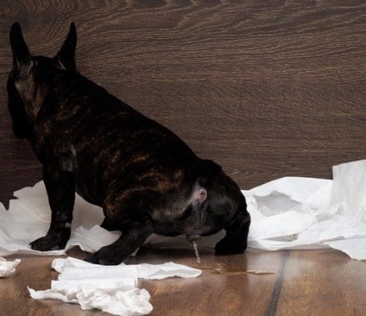 Is Frequent Urination in Dogs Normal?