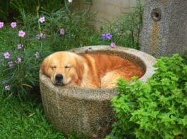 How Much Sleep Do Dogs Need? How much sleep does a dog need? It can vary by age and health.