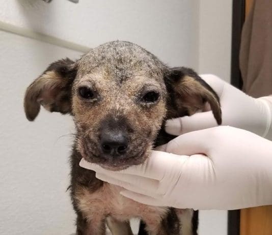 Camp Fire: More Notes from a Disaster Area