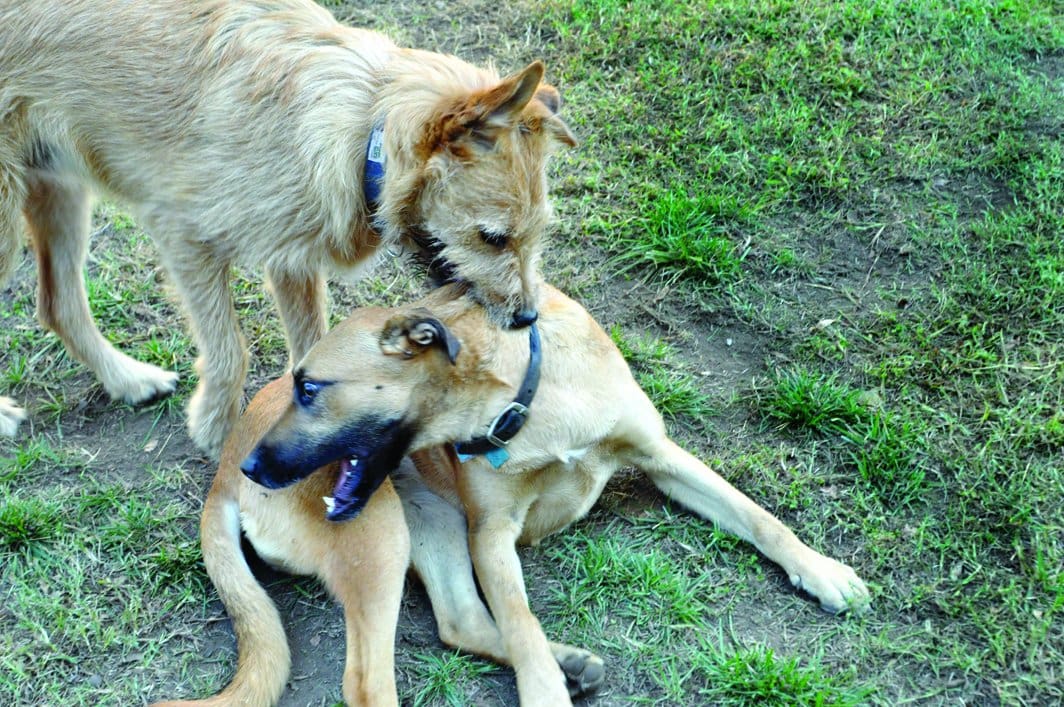 OTTO and lena best dog friends