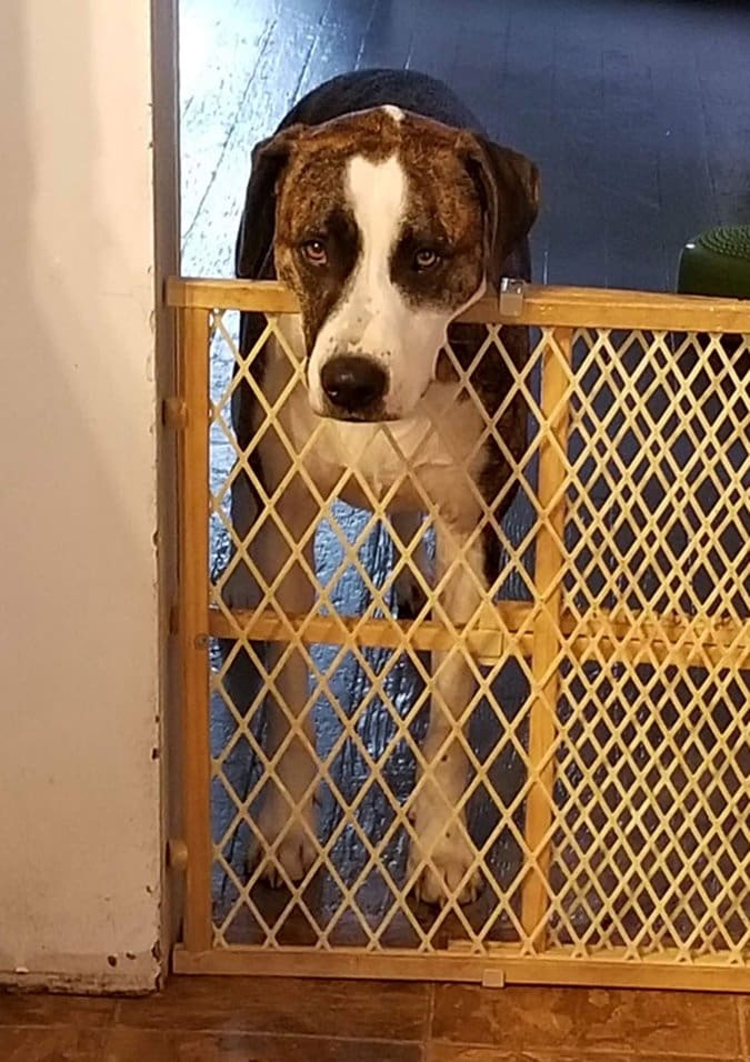 dog behind baby gate