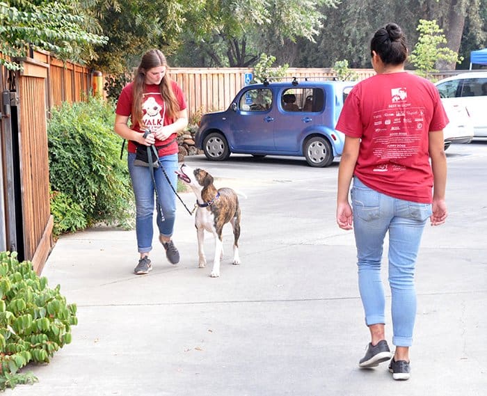 dog meet and greet training