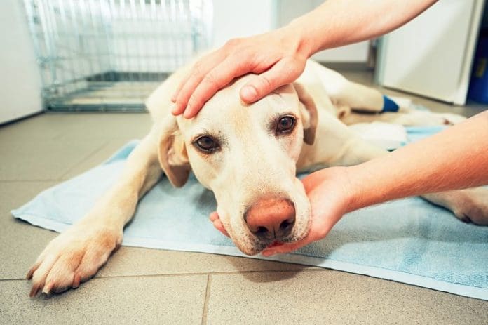 canine cancer patient