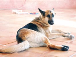 5 Ways to Prevent Your Housetrained Dog from Soiling the House