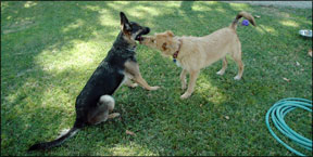 Dog Behavior and Body Language 