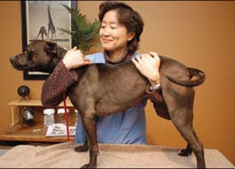 Less Stressful Veterinary Visits