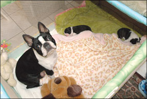 A Boston Terrier mother dog and her puppies