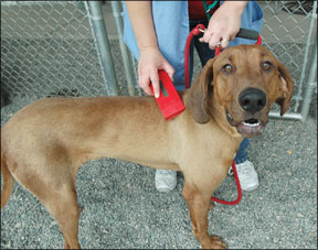 A hound dog is being scanned for a microchip at an animal shelter