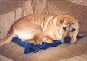 A Shar-pei dog is lying down on a sofa