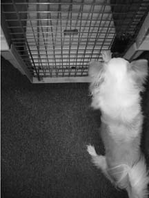 dog loves crate