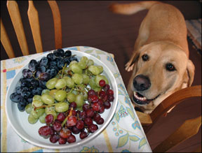 Managing Your Dog's Diet
