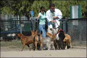 Well-Designed Dog Parks