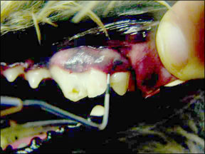 Canine Dental Probe