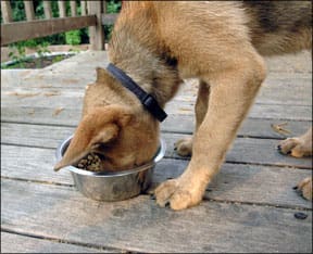 A dog deep into a bowl of dog food kibble.