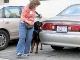 Nose Work: A Super Fun Dog Sport